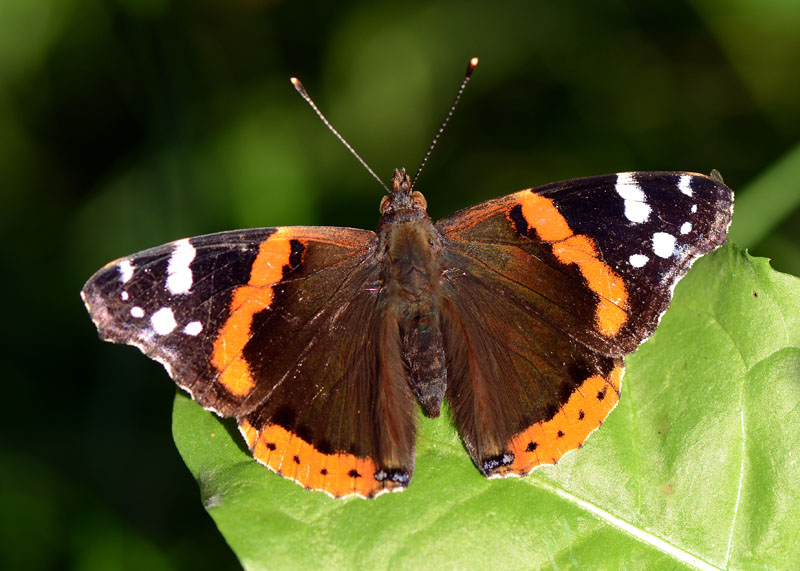 Vanessa atalanta